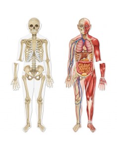 Cuerpo humano magnético 90 cm de altura. Learning