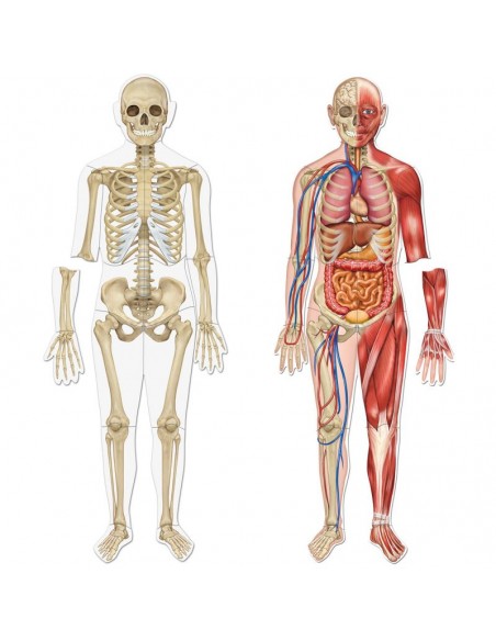 Cuerpo humano magnético 90 cm de altura. Learning