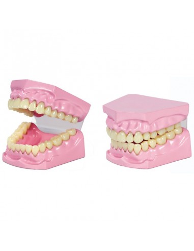 Modelo dental apertura total