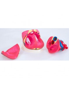 Corazón básico desmontable en 3 partes 2