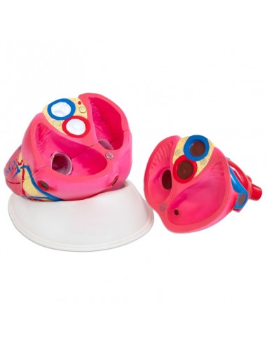 Corazón básico desmontable en 3 partes