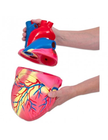 Corazón básico desmontable en 3 partes