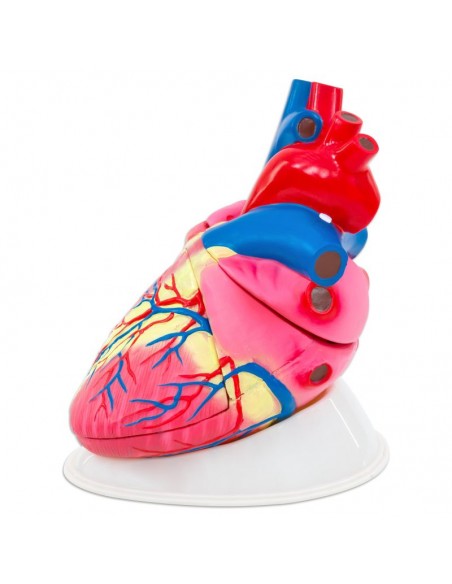 Corazón básico desmontable en 3 partes