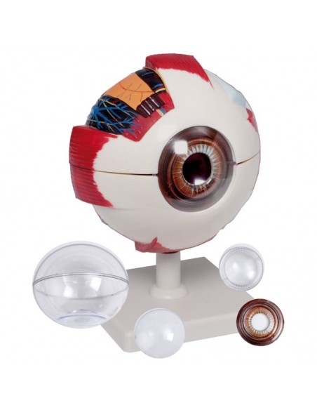 Ojo básico desmontable en 6 partes