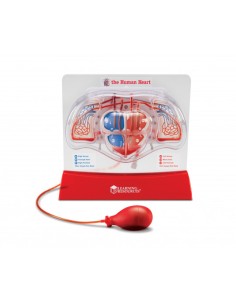 Modelo funcionamiento corazón.