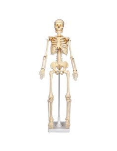 Esqueleto pequeño, 80 cm.
