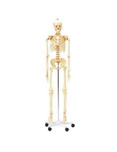 Esqueleto humano 170 cm de altura