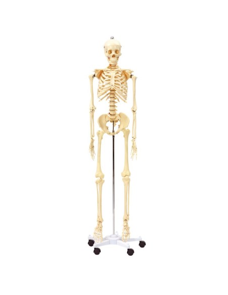 Esqueleto humano 170 cm de altura
