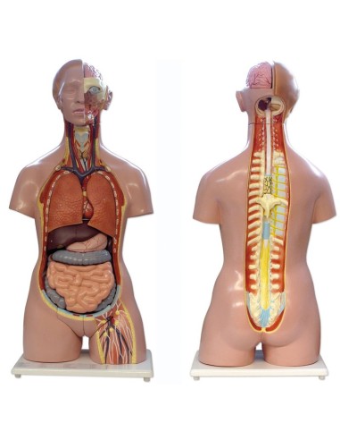 Torso bisexo espalda abierta