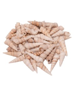 Caracolas - 48 unidades