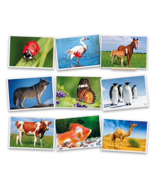 Fotografias de animales