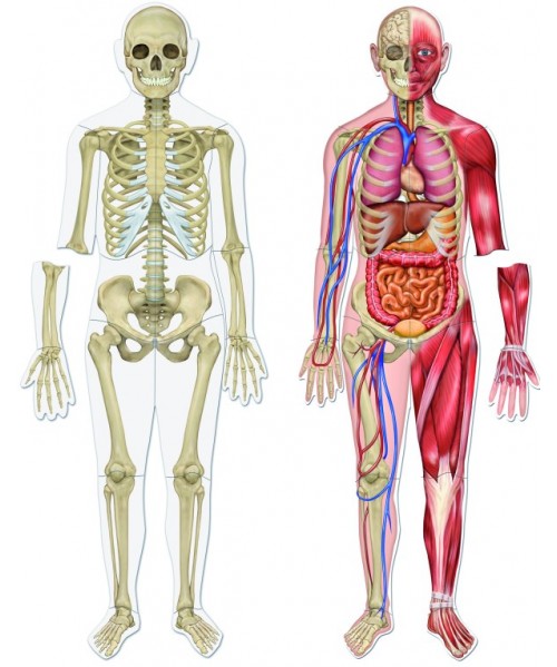 Cuerpo humano magnético 90 cm de altura. Learning 2