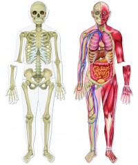 Cuerpo humano magnético 90 cm de altura. Learning