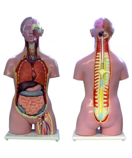 Torso bisexo espalda abierta