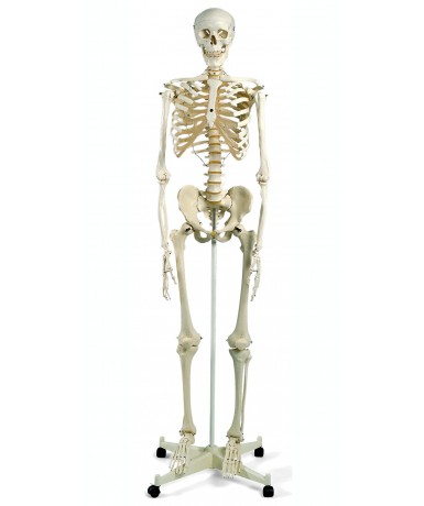 Esqueleto humano 170 cm de altura
