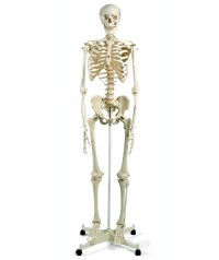Esqueleto humano 170 cm de altura