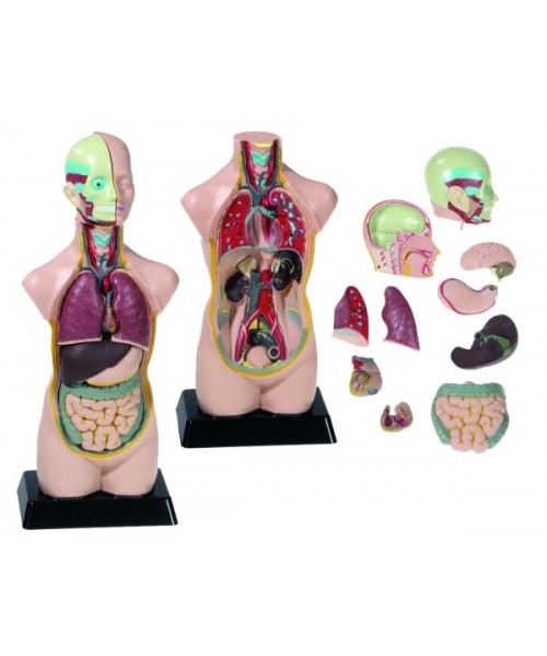 Set anatomia 11 pzas.- 50 cm.