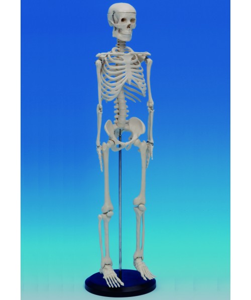 Esqueleto pequeño, 80 cm. 2