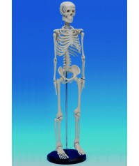 Esqueleto pequeño, 80 cm.