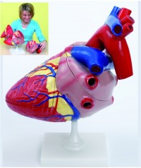 Corazón básico desmontable en 3 partes