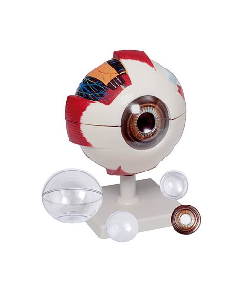 Ojo básico desmontable en 6 partes 2