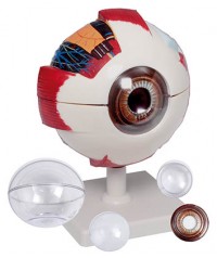 Ojo básico desmontable en 6 partes