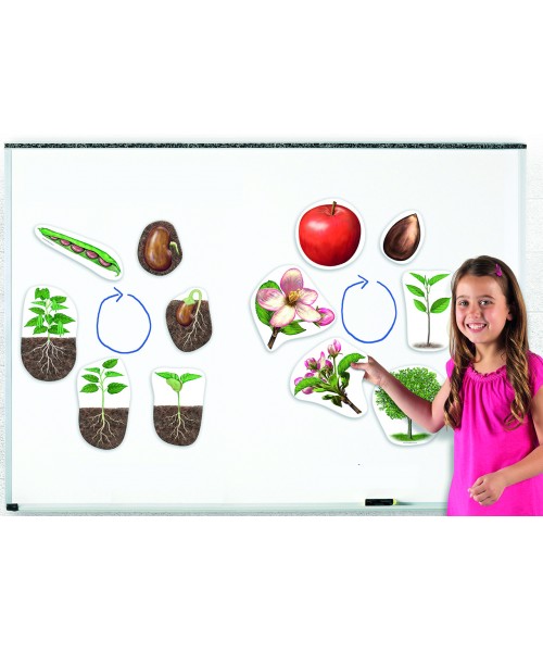 Ciclos de la vida vegetal- 12 piezas